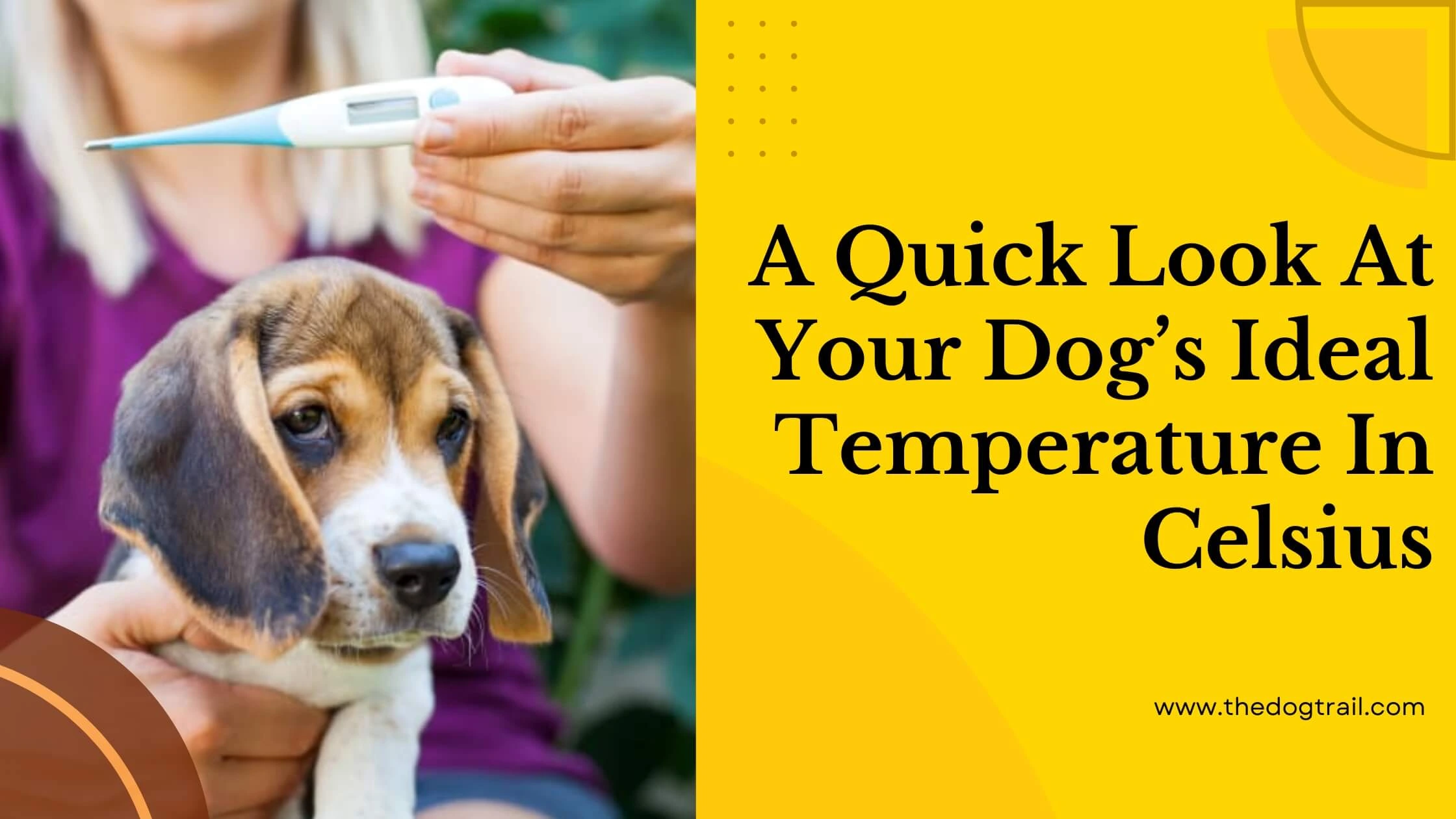 A Quick Look At Your Dog’s Ideal Temperature In Celsius