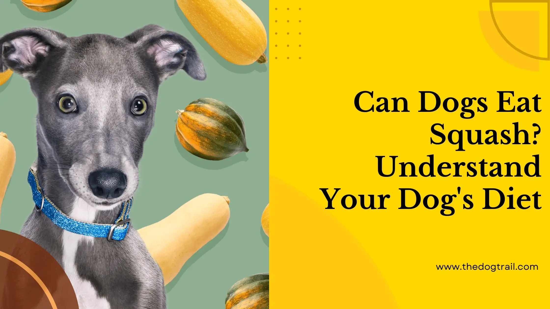 Can Dogs Eat Squash?