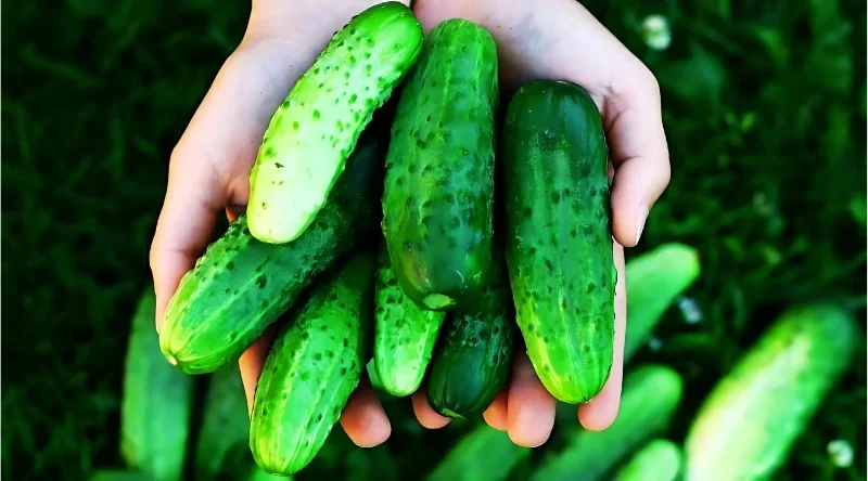 What is Squash: Can Dogs Have Squash?