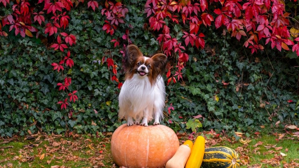 Types of Squash That Dogs Can Have