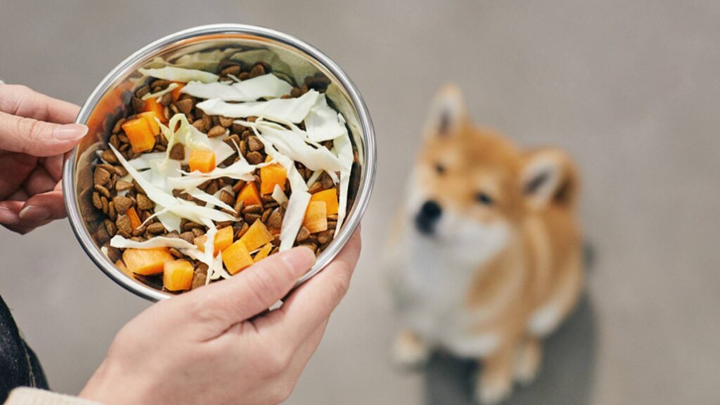 How To Prepare Squash For Your Dog