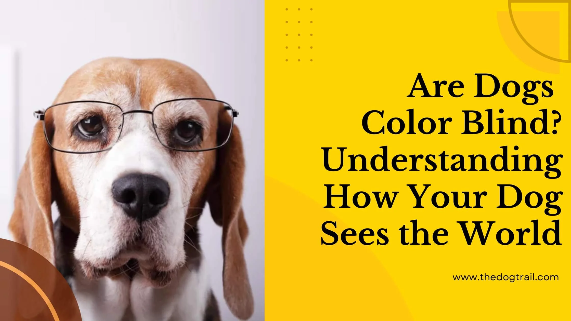 Are Dogs Color Blind?