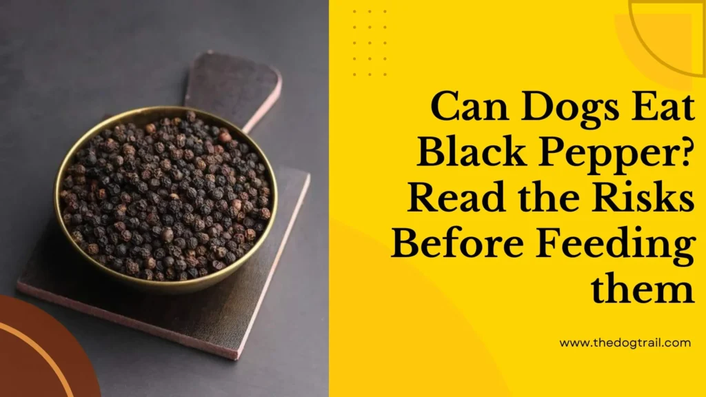 Can Dogs Eat Black Pepper