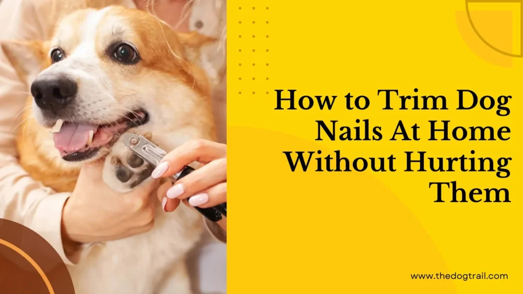 How to Trim Dog Nails