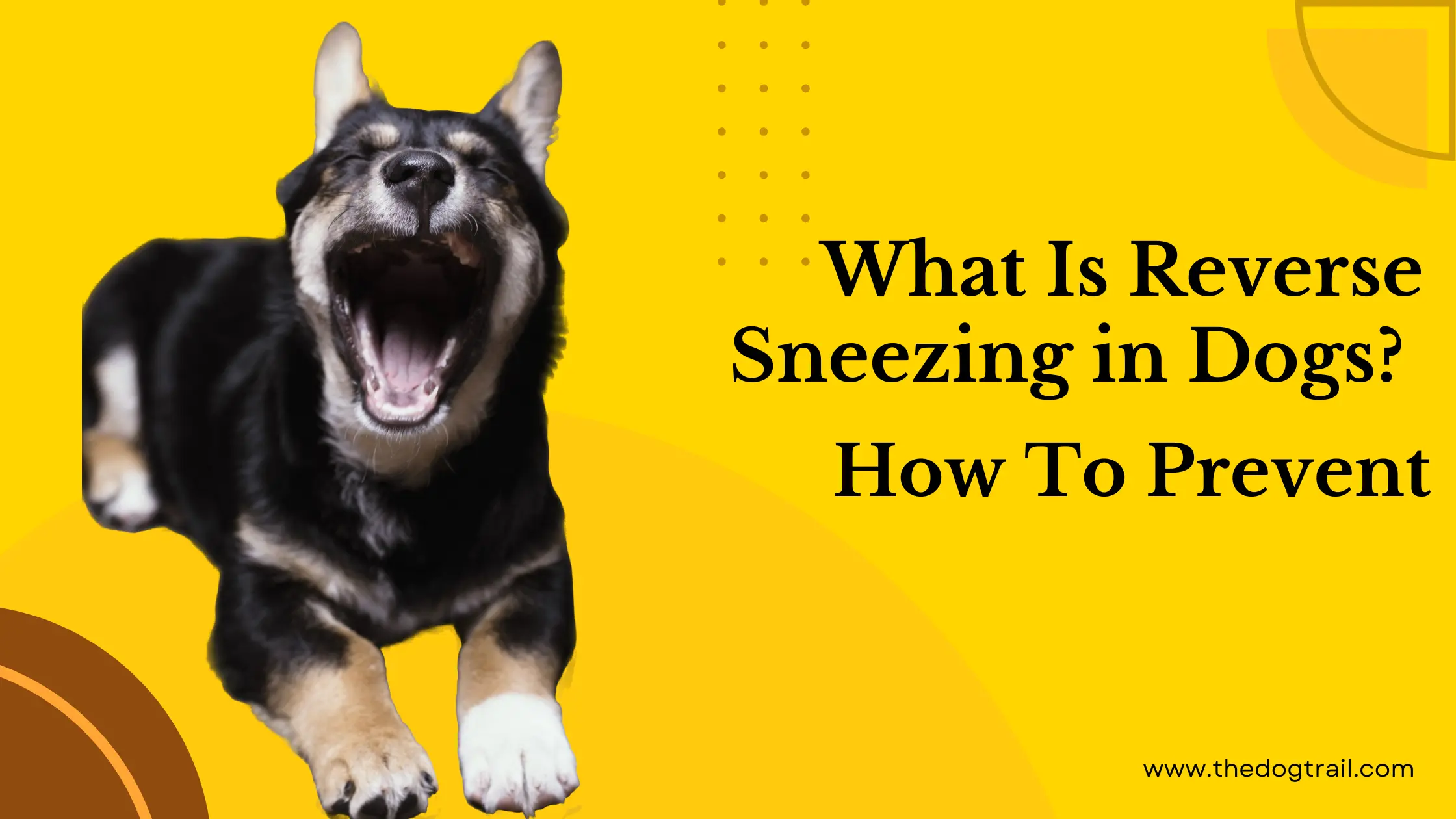 Reverse Sneezing in Dog