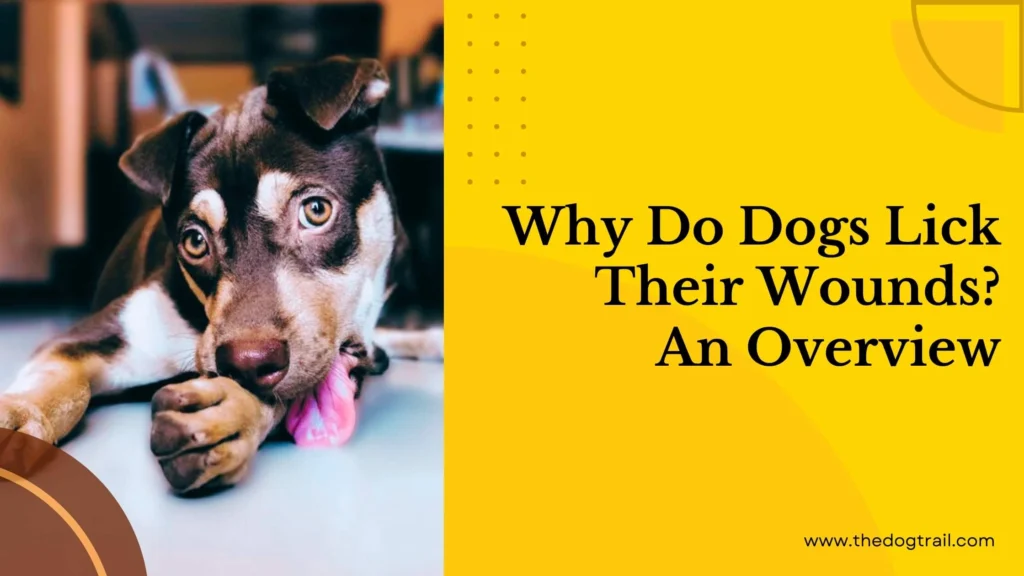 Why Do Dogs Lick Wounds