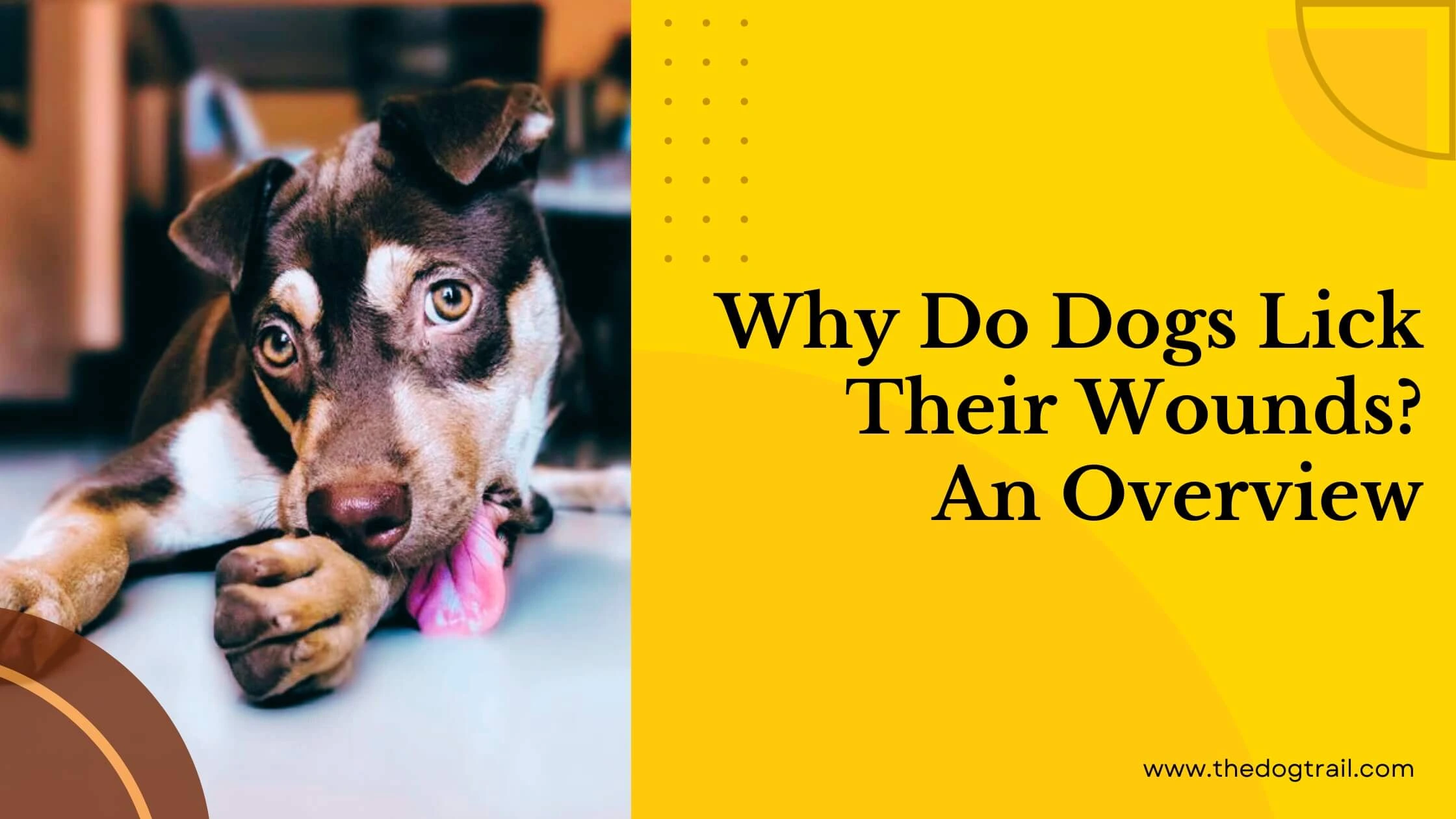 Why Do Dogs Lick Wounds