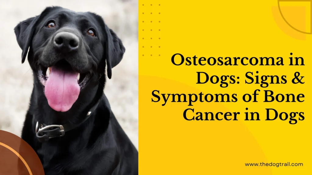 Bone Cancer in Dogs