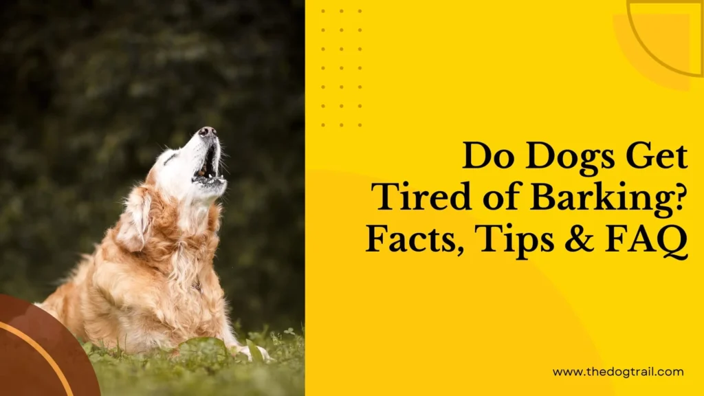 Do Dogs Get Tired of Barking