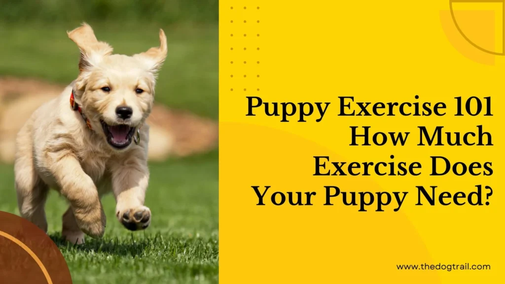 How Much Exercise Does a Healthy Puppy Need