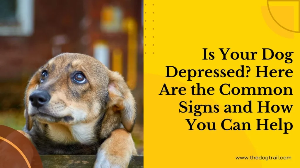 Signs of a Depressed Dog