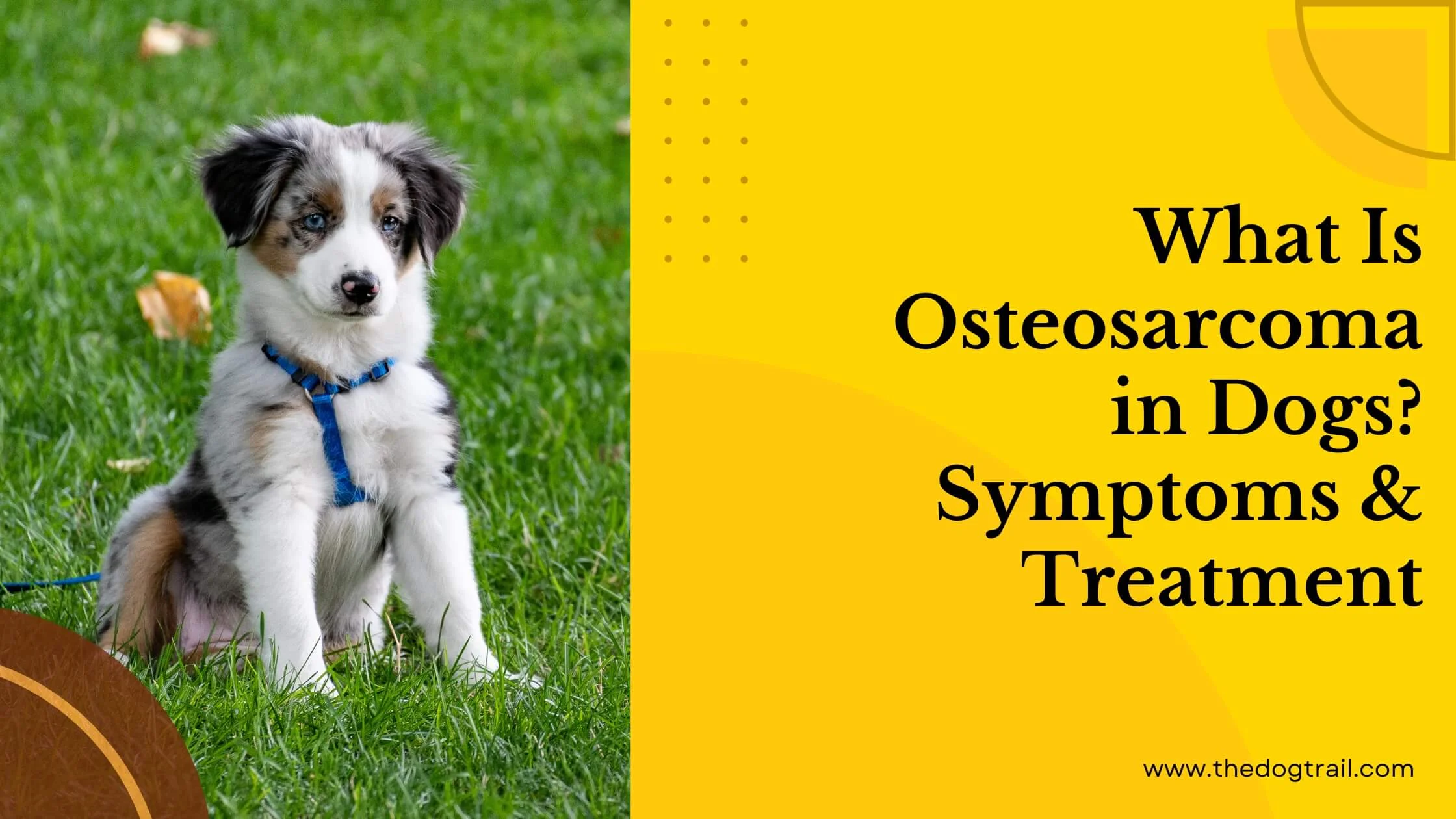 What Is Osteosarcoma in Dogs - Symptoms & Treatment